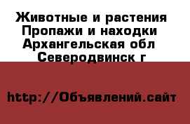 Животные и растения Пропажи и находки. Архангельская обл.,Северодвинск г.